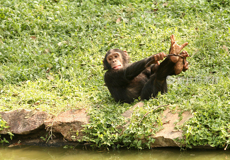 Chimp playing